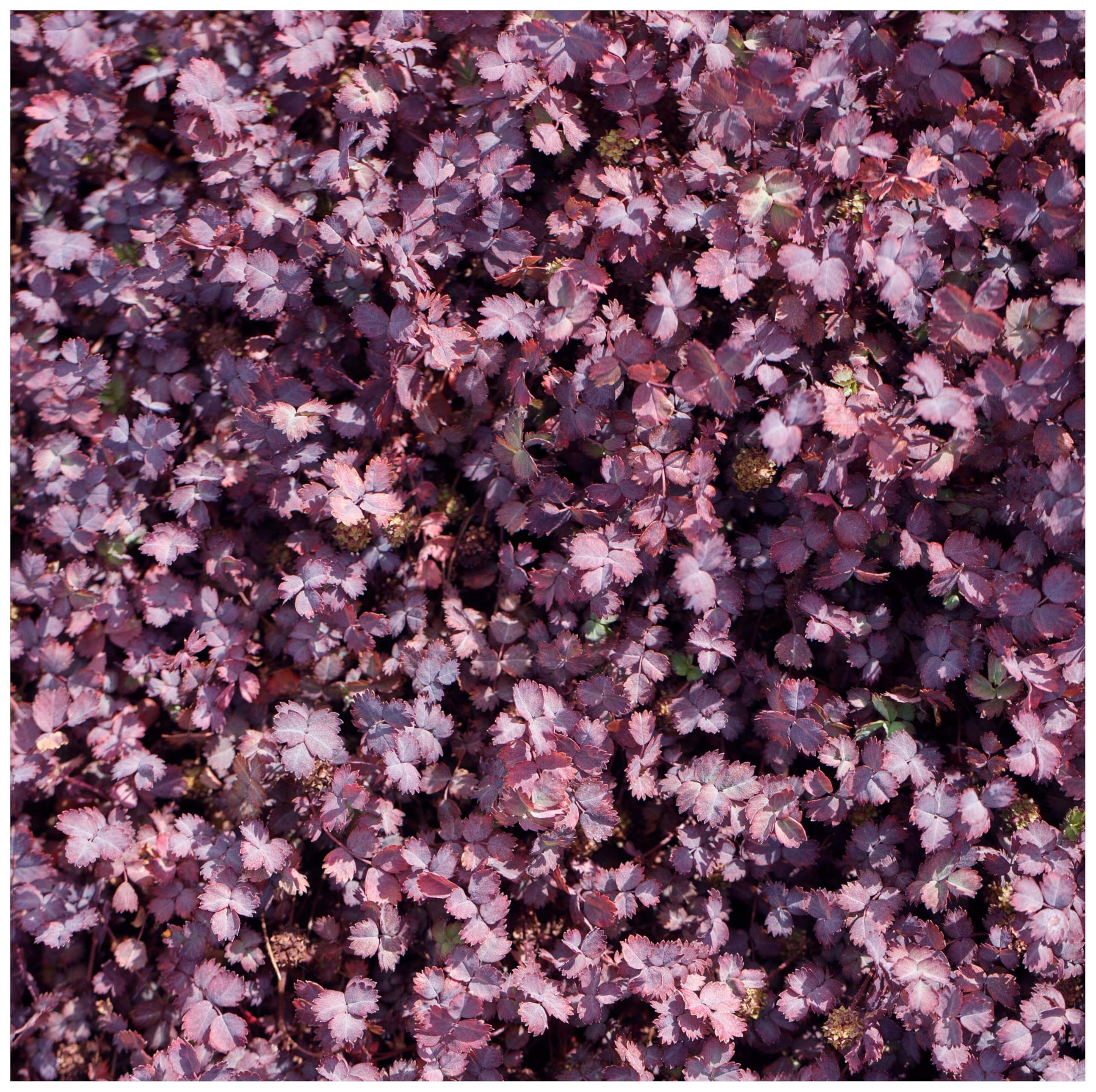 Stauden Gänge 10 x Acaena inermis 'Purpurea' Purpur Stachelnüsschen | Purpurner Bodendecker für Sonne bis Halbschatten, Blüte Juni bis August, mehrjährig, 9x9 cm Topf