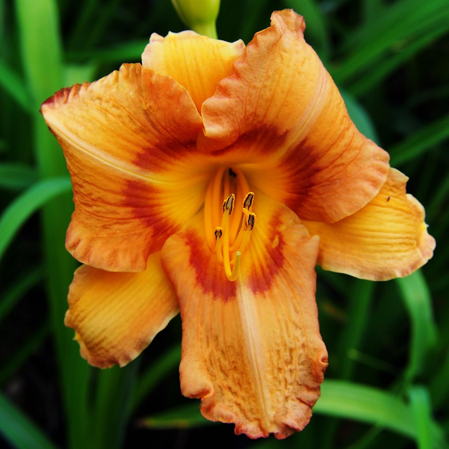 Colorful Daylily Bumper Crop Mix (10 Pack) | Low-Maintenance Bareroot Hemerocallis Plants | Ships from Easy to Grow TM