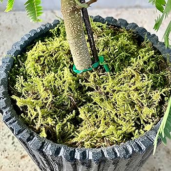 jhgdk⑩　エバーフレッシュ曲がり仕立て　⑦オリーブ2苗セット エバーフレッシュ 曲がり」の人気商品一覧 | 安い商品を通販