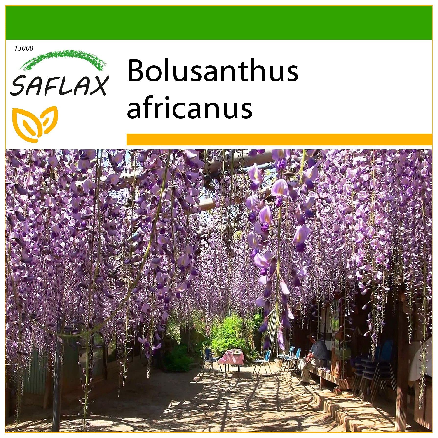 Graines De Glycine Arbre (Bolusanthus Africanus) - Lot De 10 Graines Avec Substrat Coco - Arbre Ornemental D'Afrique Du Sud