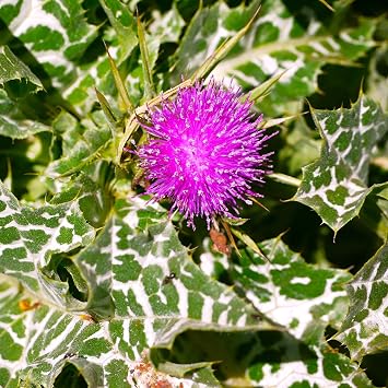 TomorrowSeeds - Milk Thistle Seeds - 300+ Count - for 2026 Planting Silybum Marianum Liver Holistic Holy Herb Artichoke Purple Flower Garden Plant Grow Your Own Home Farm Patio Healthy Sustainable