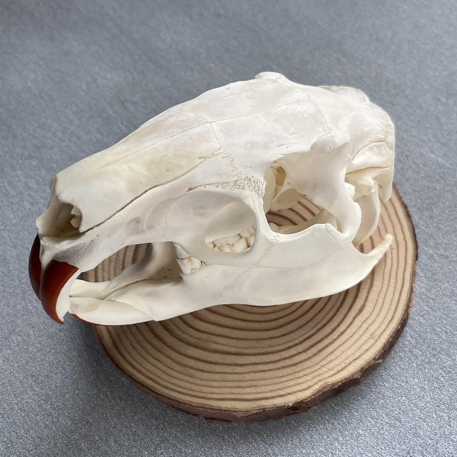 Taxidermy Real Animal Skull, Animal Bones Real for Craft, Skull Decoration for Home, Specimen Collectibles Study, Special Gifts (Coypu Skull)