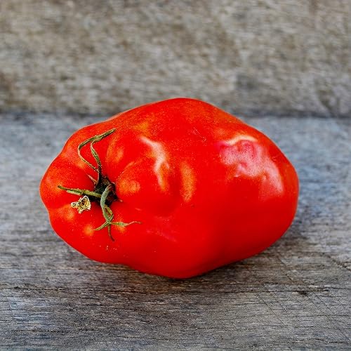 Miniatura 2 de Opalka Heirloom Pasta de tomate  50 semillas  Variedad polaca rara, tomates casi sin semillas, ideal para enlatar, semillas cultivadas en Estados