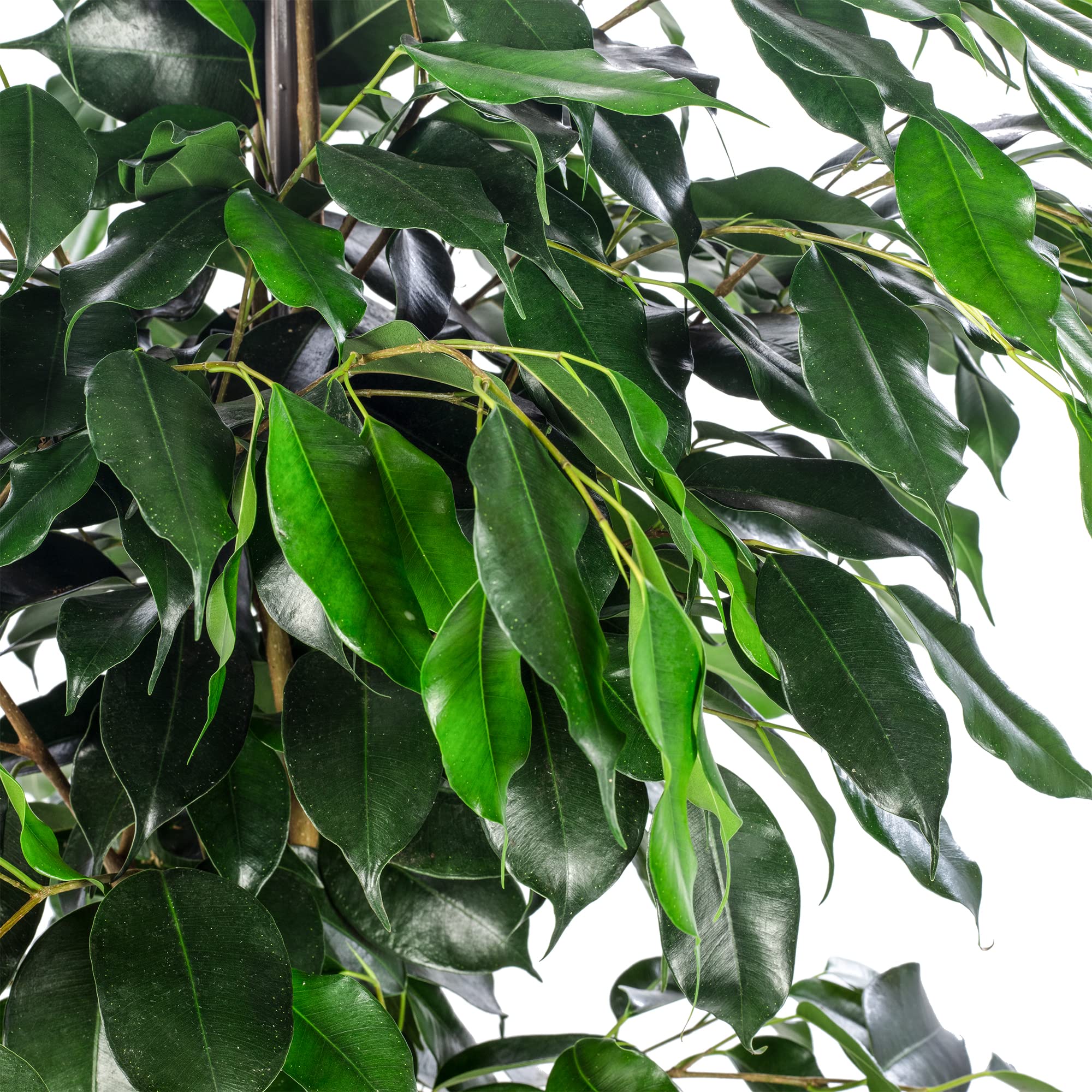 Birkenfeige - pflegeleichte Zimmerpflanze, Ficus benjamini - Höhe ca. 100 cm, Topf-Ø 21 cm