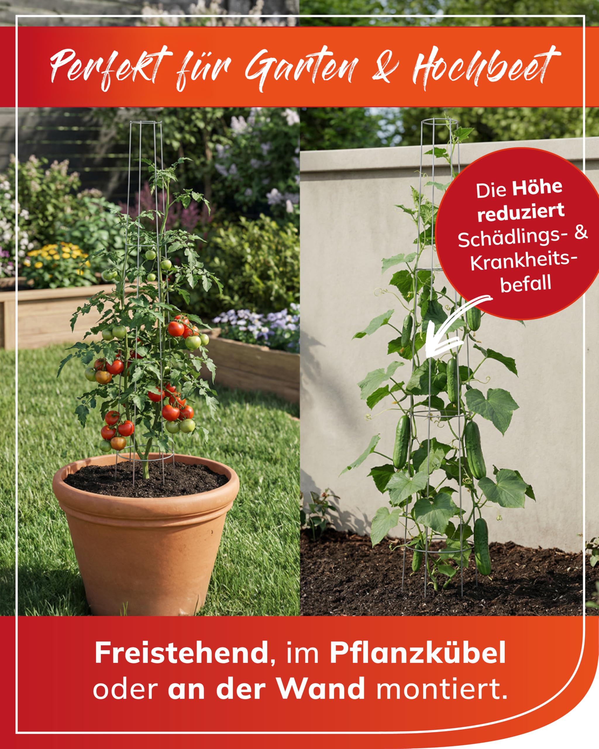 bellissa Tomaten Rankhilfe Spirale 3 Stück Metall verzinkt 175 cm | Wetterfestes Rankgitter für Gemüse, Gurken & Stangenbohnen Stabile Pflanzenstütze & Rankstäbe für den Garten