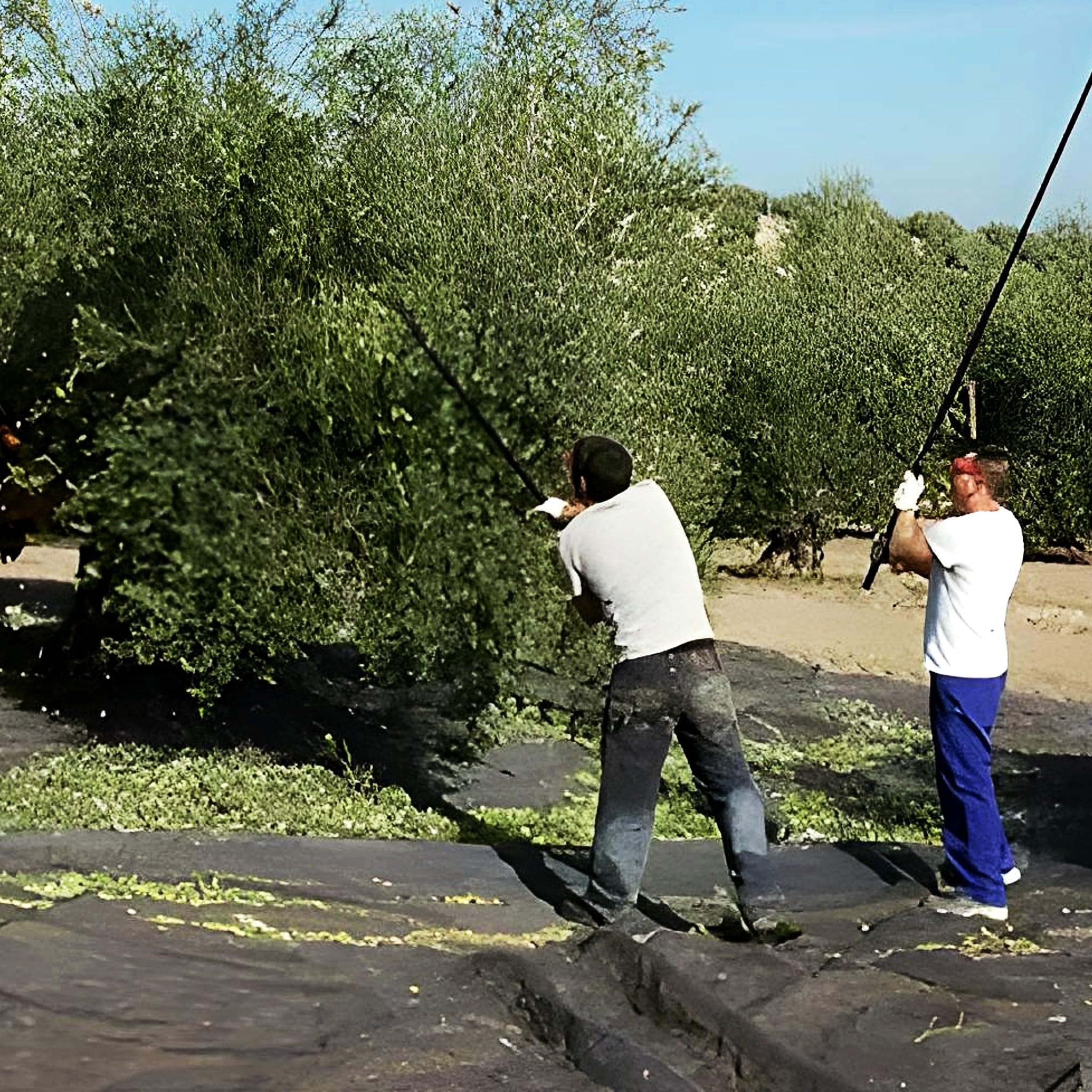 Bricoloco.com Mantos para recoger Aceitunas, almendras, nueces, pistachos y otros frutos. Tejido HDPE flexible, ligero y resistente. Manta recolección aceituna (3, 5x10 metros)