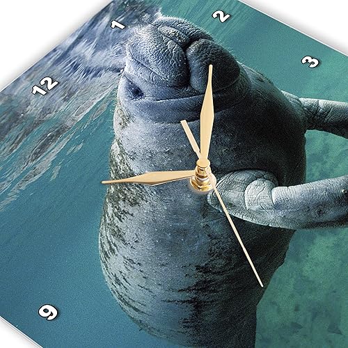 Miniatura 3 de 3dRose DPP_37639_1 Reloj de pared Manatee Trichechus Manatus Florida USA de las Indias Occidentales, 10 x 10 pulgadas