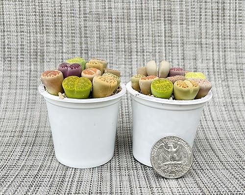 Miniatura 5 de Planta Lithops viva en maceta de 10-12, piedras vivas coloridas en maceta de 2 pulgadas (maceta para principiantes (más de 5 colores o patrones))