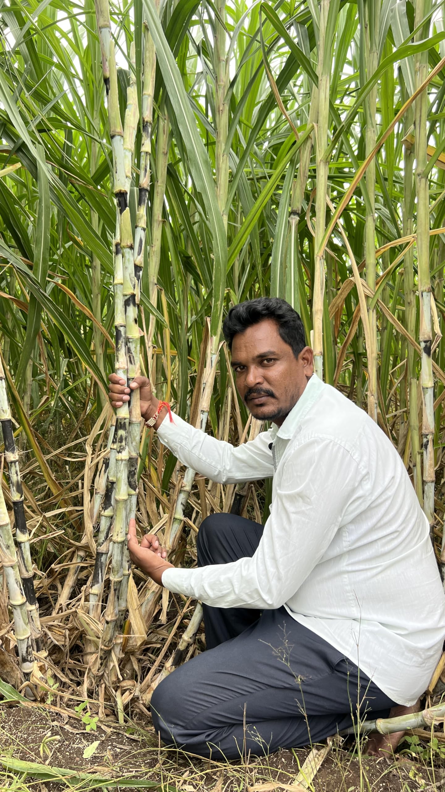 Kenyan jumbo napier grass seeds, Kenyan Napier, Kenya Jumbo Grass, Napier grass, Yash Goat Farm & Seeds, Out of country Napier, केनियन ग्रास, Yash Goat Farm & Seeds,Pack of 5 sticks (5nodes) (B0DF38P6SG) Amazon Price History, Amazon Price Tracker