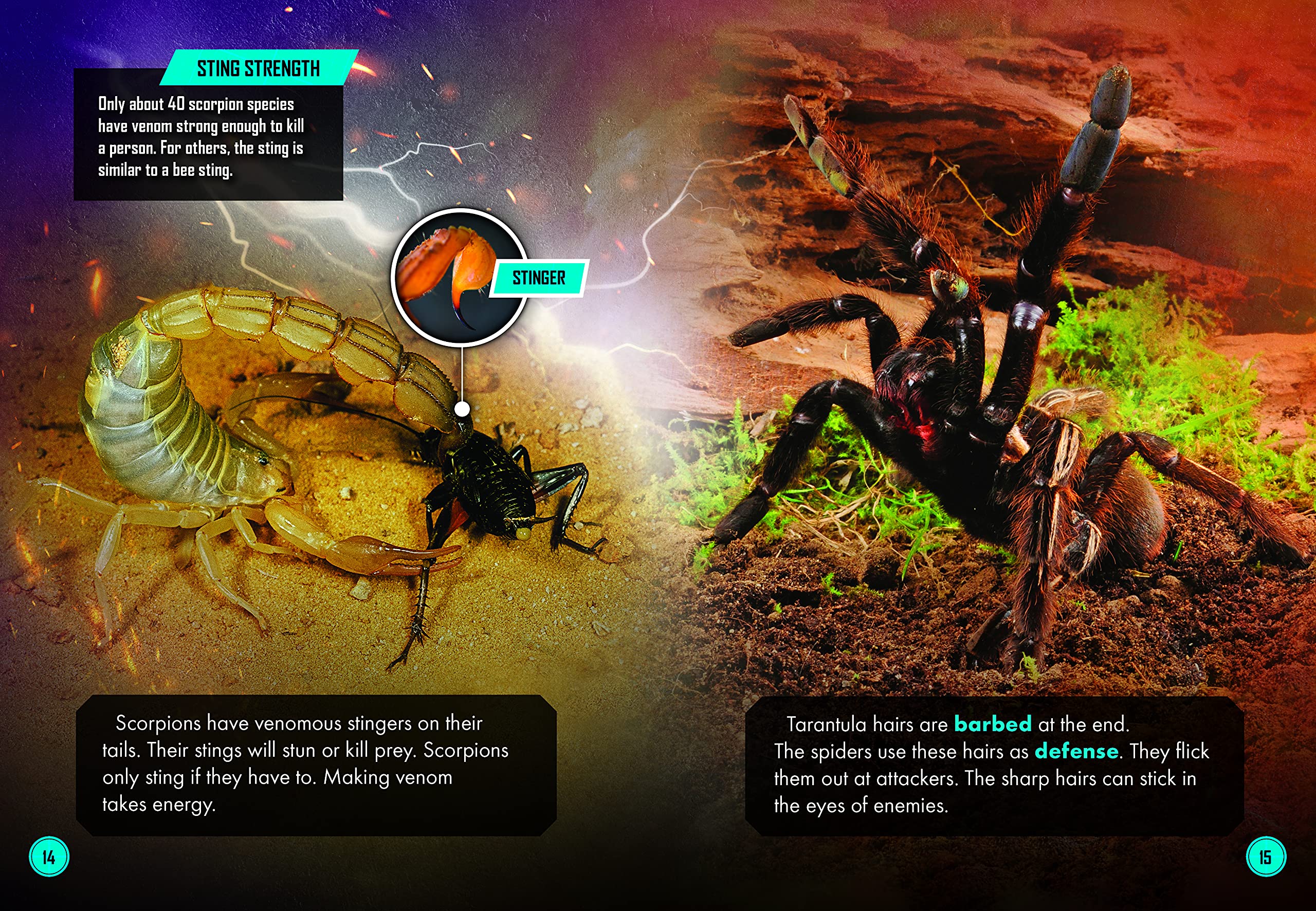Scorpion Vs. Tarantula