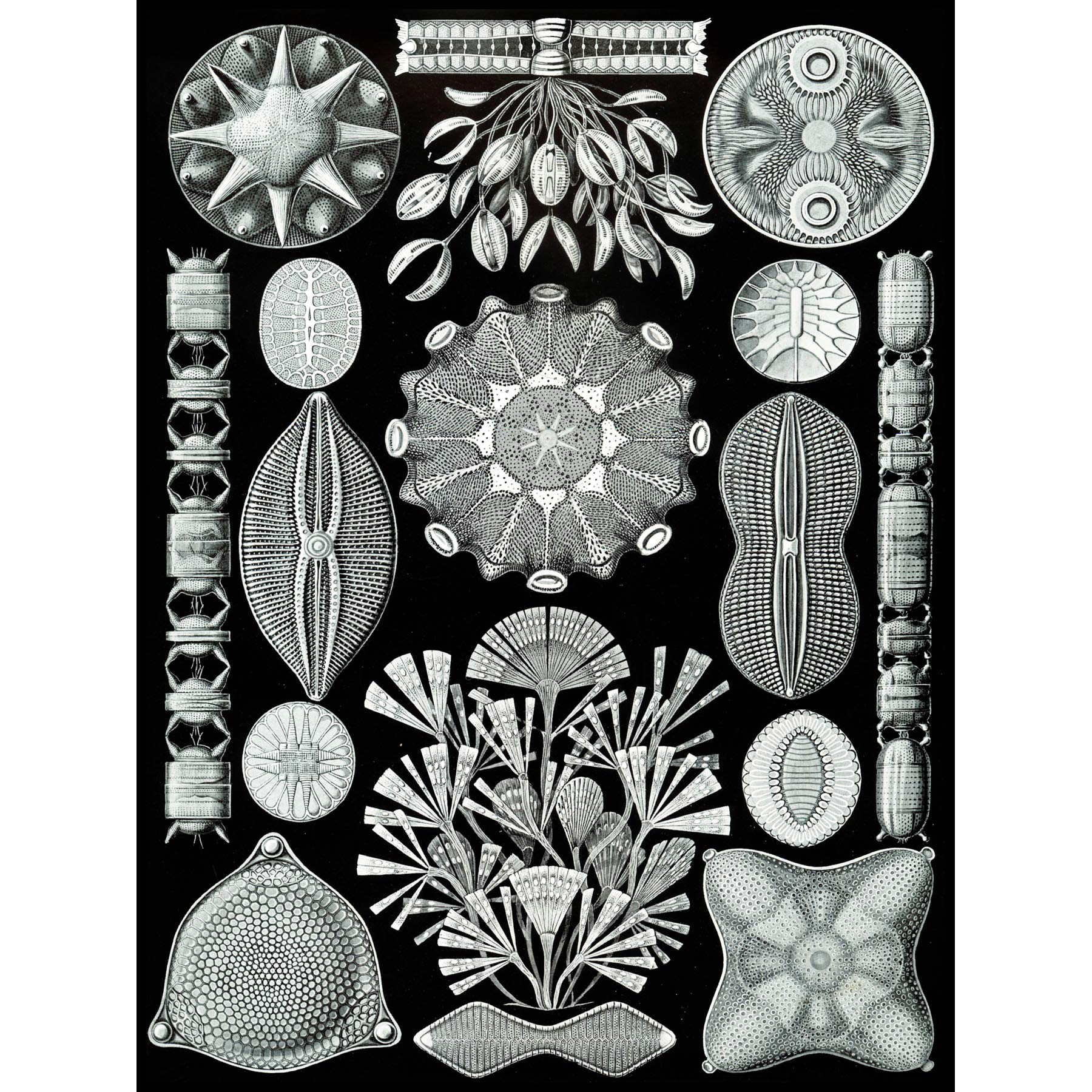 Wee Blue Coo 84th Plate Ernst Haeckel Kunstformen Der Natur Diatoms Canvas Print