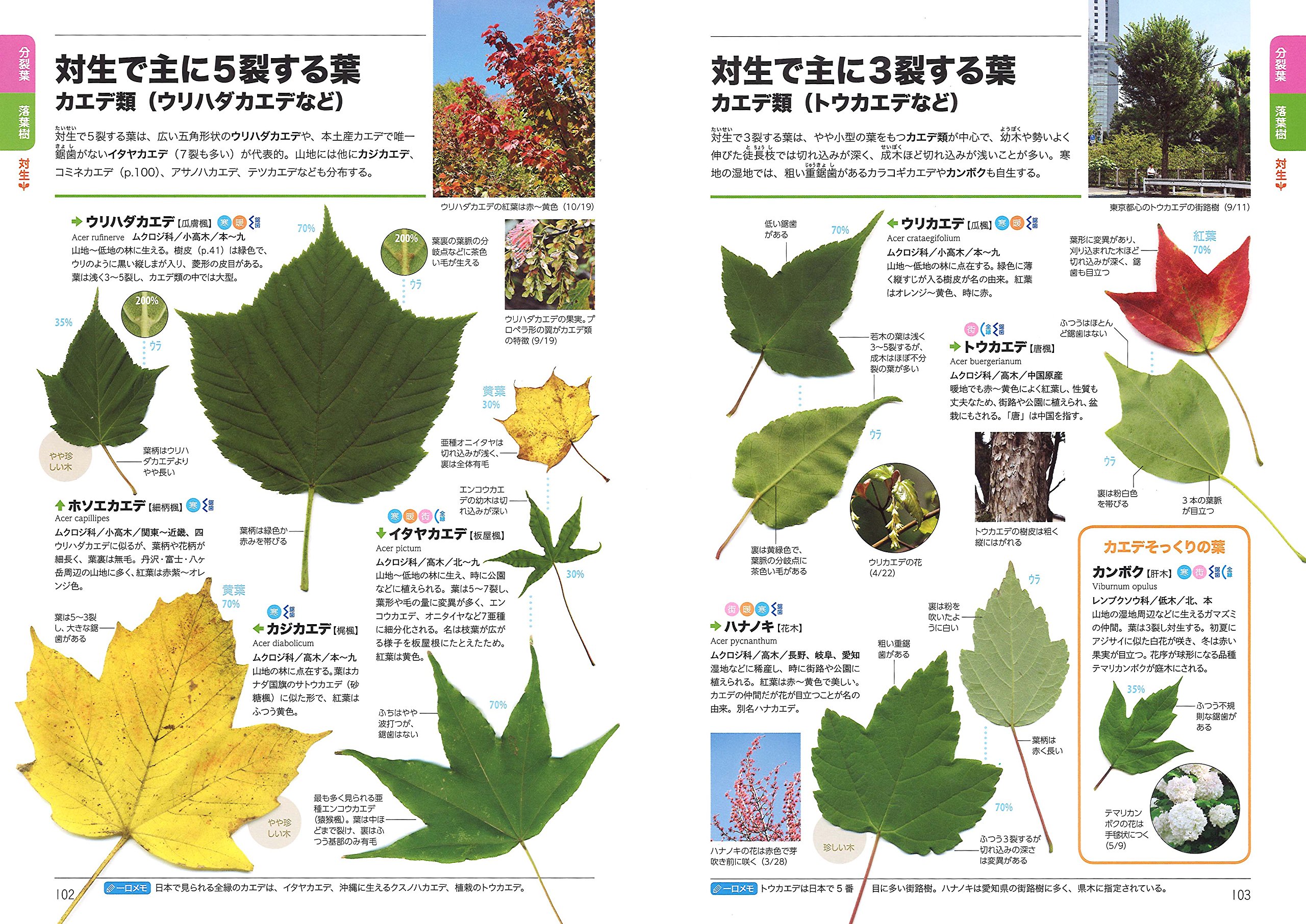 くらべてわかる木の葉っぱ 550種類の葉っぱのちがいが一目瞭然 くらべてわかる図鑑 Amazon Co Uk Books