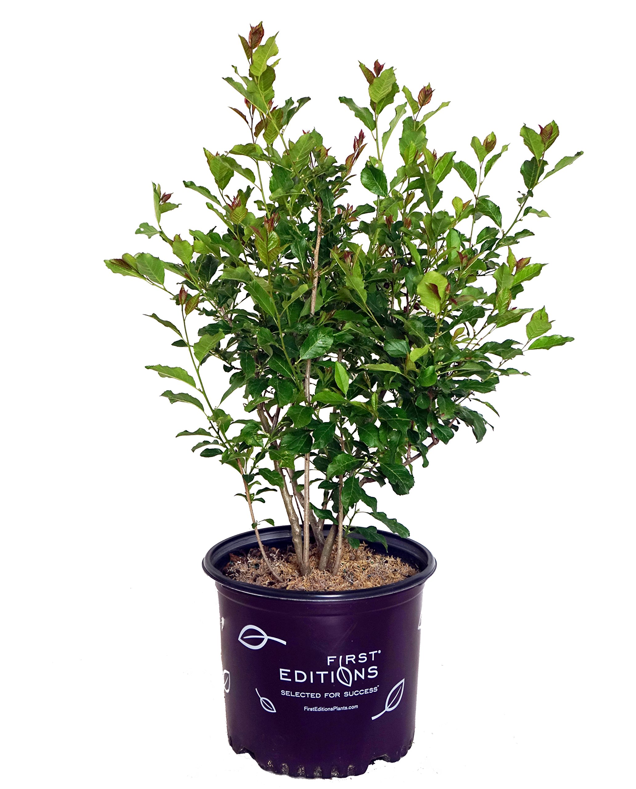 First Editions - Ilex verticillata Wildfire (Winterberry) Shrub, bright red fruit, #3 - Size Container