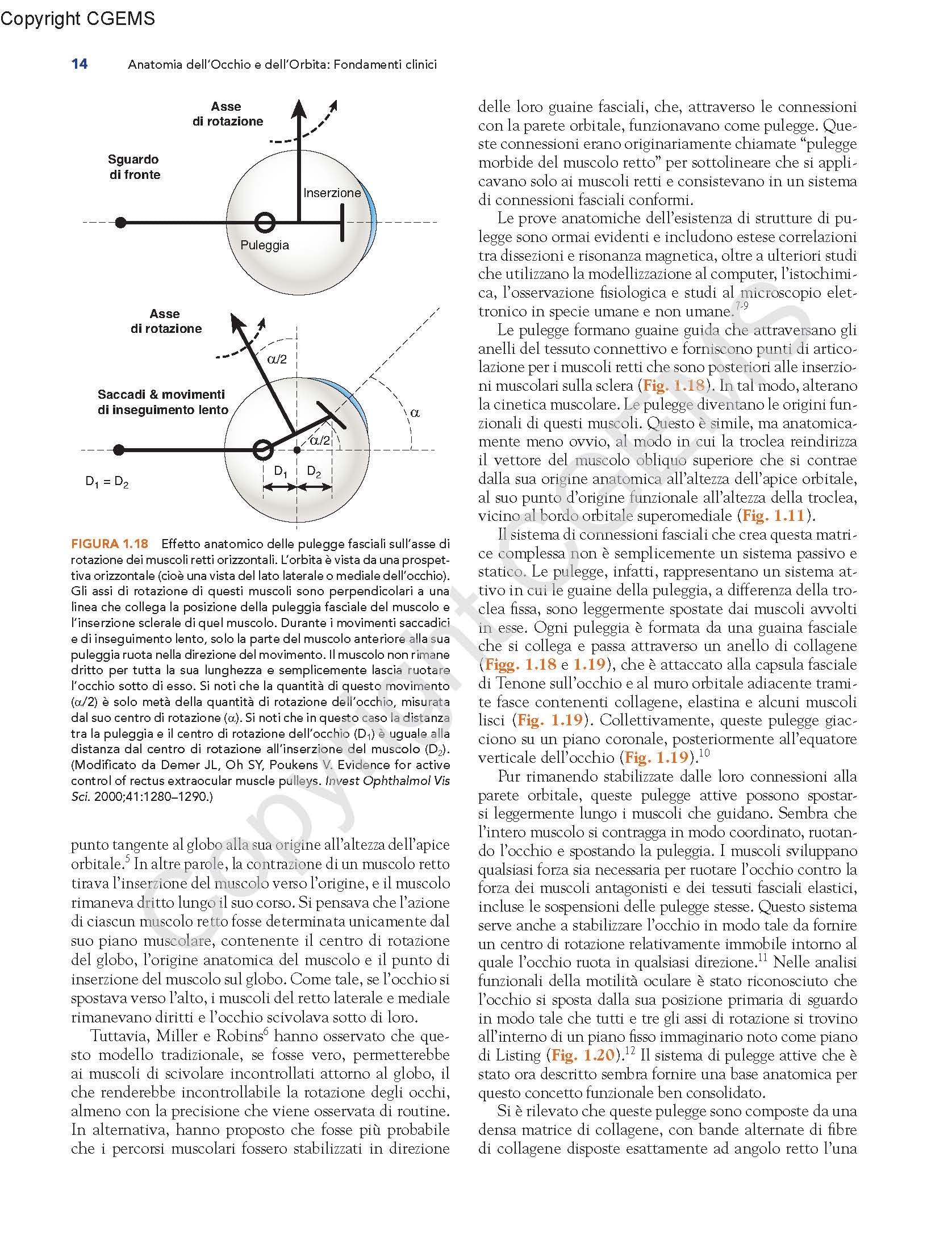 Anatomia dell'occhio e dell'orbita. Fondamenti clinici