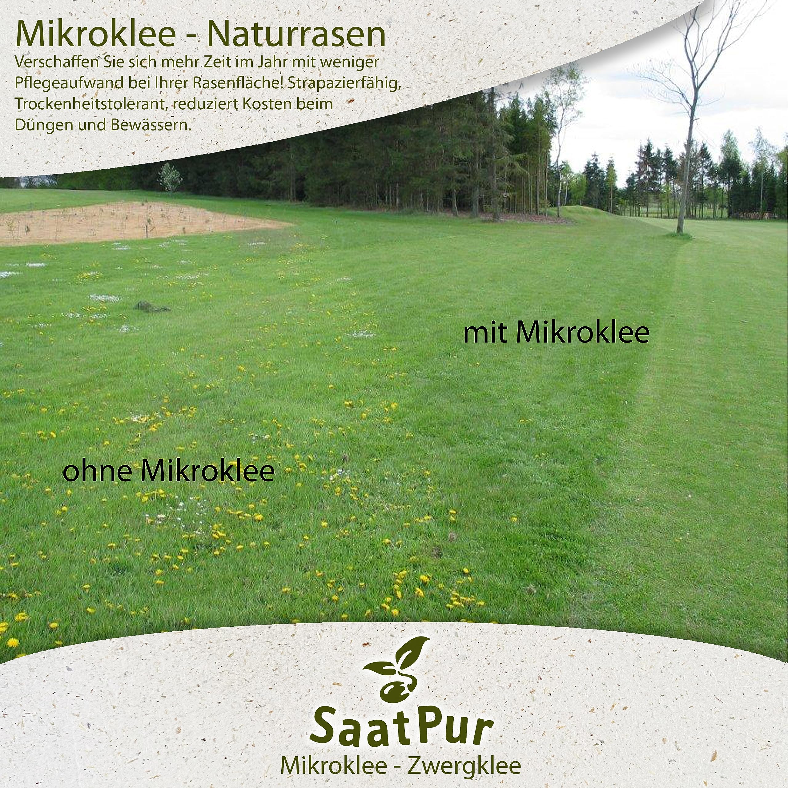 SaatPur Mikroklee Pipolina Microclover Miniklee Zwergklee Microklee Saatgut Rasen Klee - kleinblaettriger Klee Samen - Rasenklee kleiner Weißklee, 1Kg für ca. 500 qm