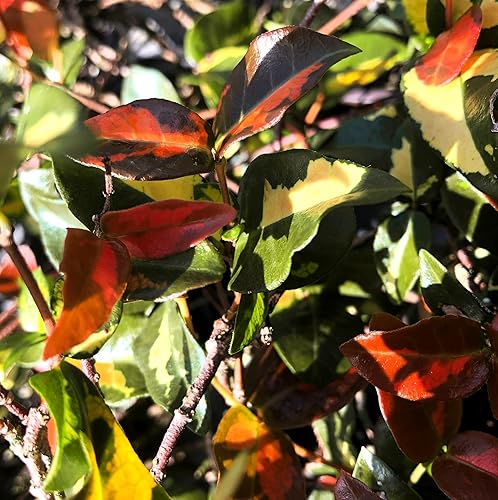 Miniatura 9 de Jasmine Summer Sunset - 40 plantas vivas - Trachelospermum Asiaticum - Colorida vid cubierta vegetal