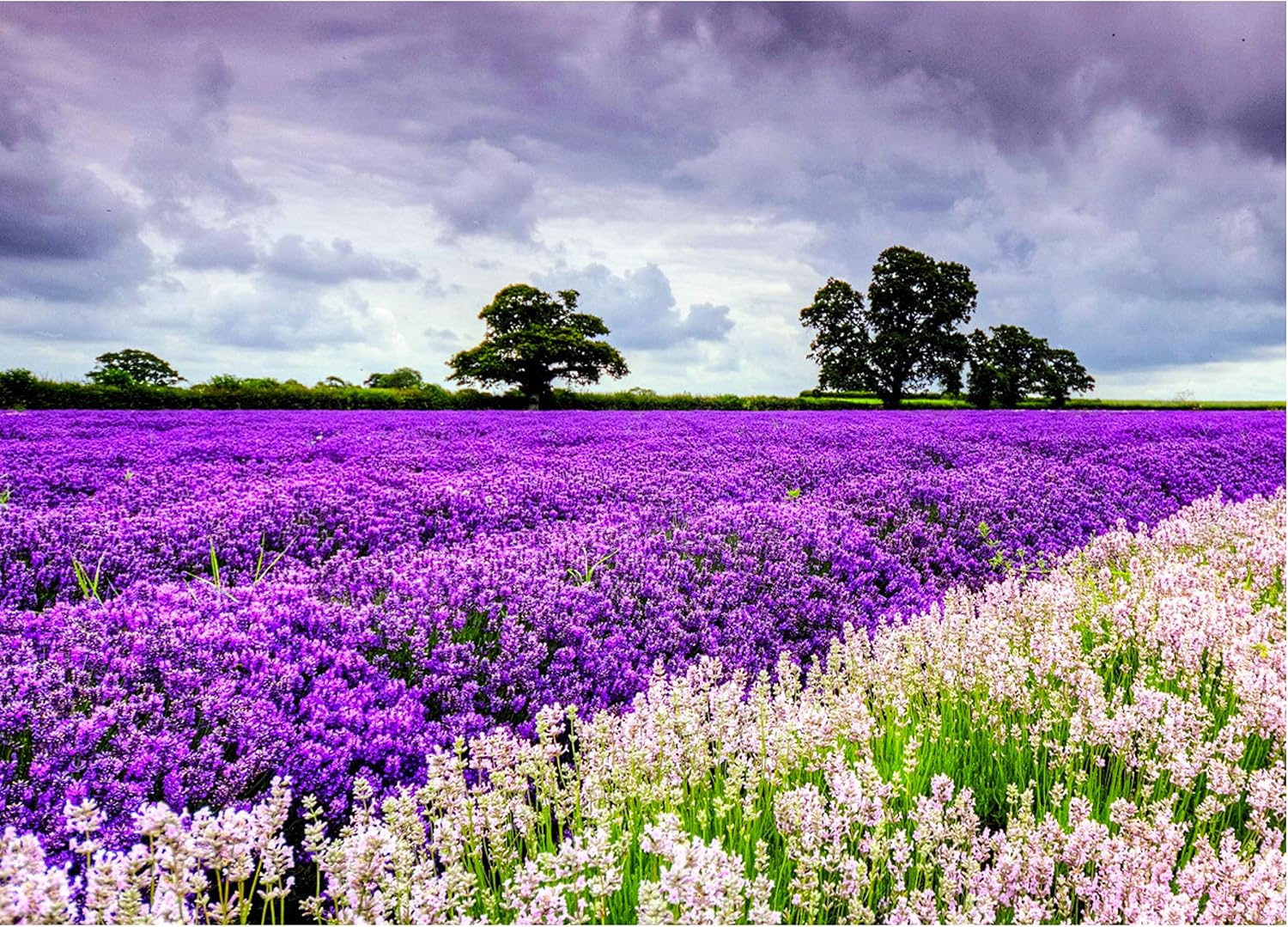 Puzzles for Adults 1000 Pieces Jigsaw Puzzles for Adults Kids Puzzle Game Toys Gift (Lavender)
