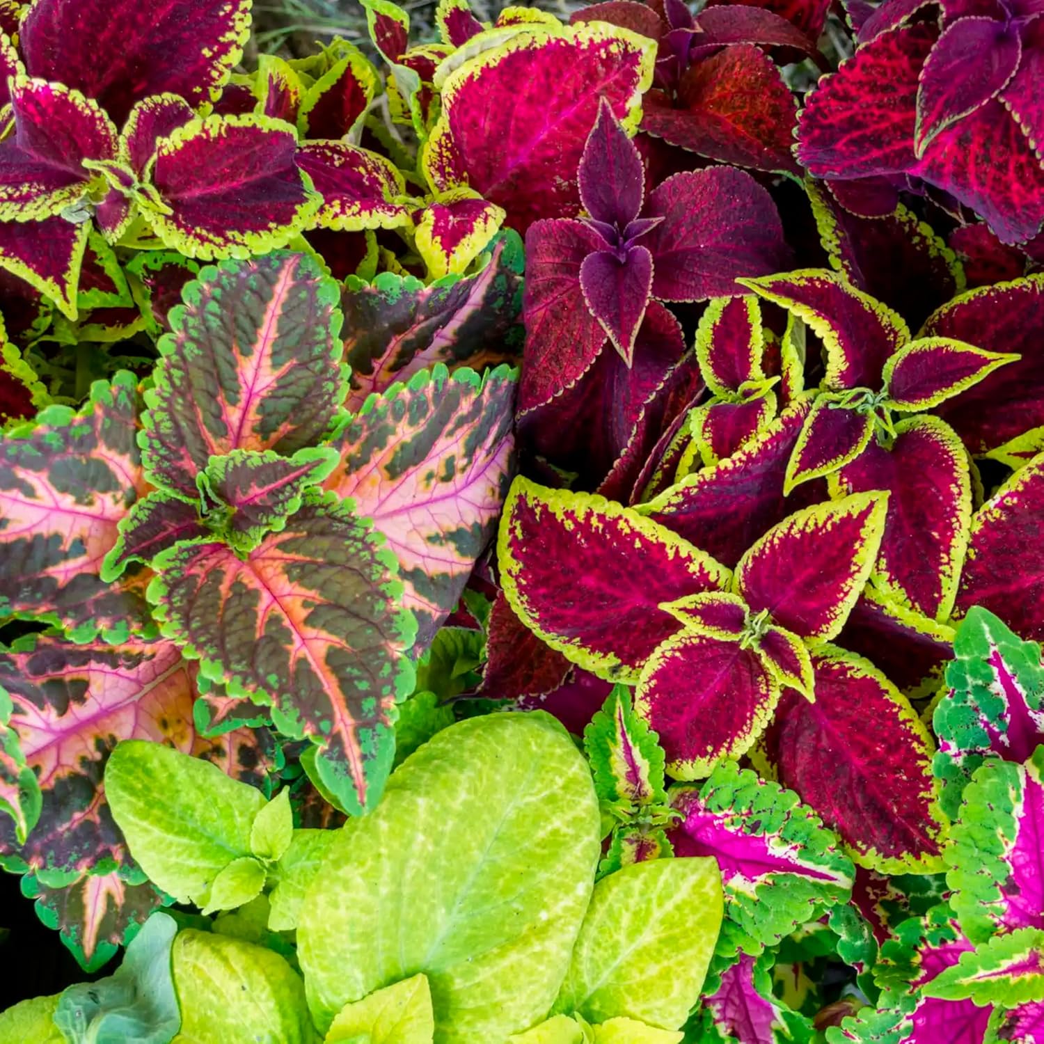 Seed Needs Coleus Seeds for Planting Rainbow Painted Nettle - Heirloom & Open Pollinated Mixed Flower Seed to Grow an Outdoor Butterfly Garden to Attract Pollinators (10 Packs)