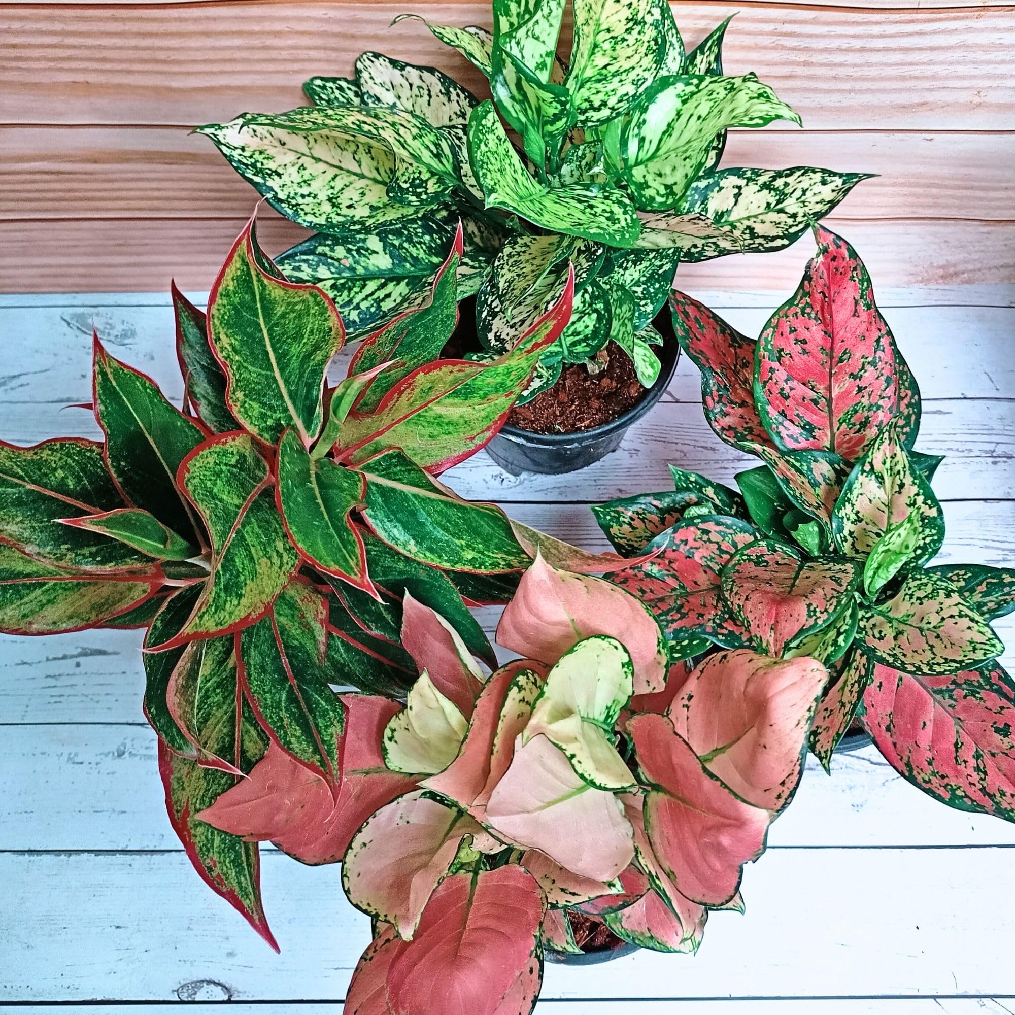 See full amazon price history chart for Rolling Nature Combo Set of 4 Big Aglaonema Plant It Yourself (PIY) Live Plants | Siam Aurora Lipstick Red | Snow White | Red Valentine | Super Thai Pink | Air Purifier & Good Luck Rolling Nature Combo Set of 4 Big Aglaonema Plant It Yourself (PIY) Live Plants | Siam Aurora Lipstick Red | Snow White | Red Valentine | Super Thai Pink | Air Purifier & Good Luck (B0D1P5B17M) Amazon Price History, Amazon Price Tracker