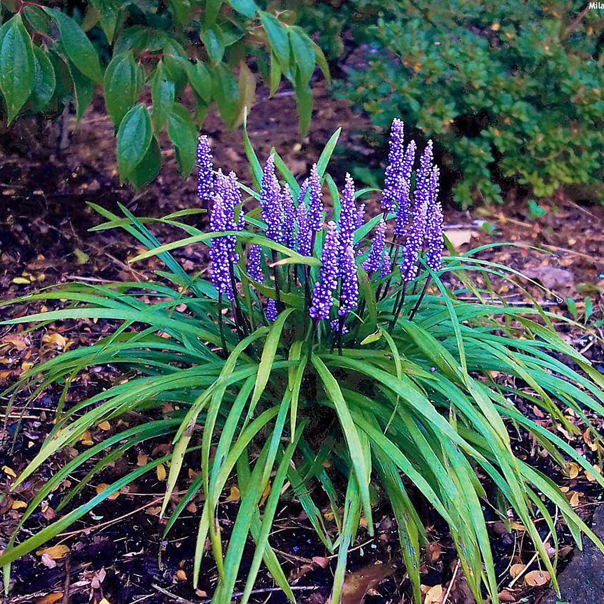 Hierba De Mono O Liriope Spicata Buy Creeping Liriope Spicata FREE