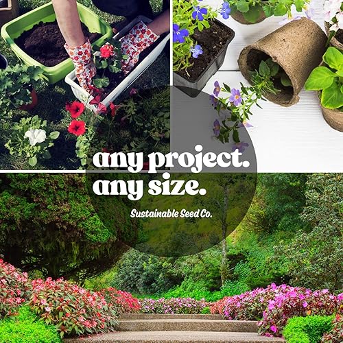 Miniatura 9 de Semillas de caléndula africana a granel  Mezcla de crackerjack  36,000 semillas para 2,500 pies cuadrados de cobertura  Paquete de 4 onzas  Mountain