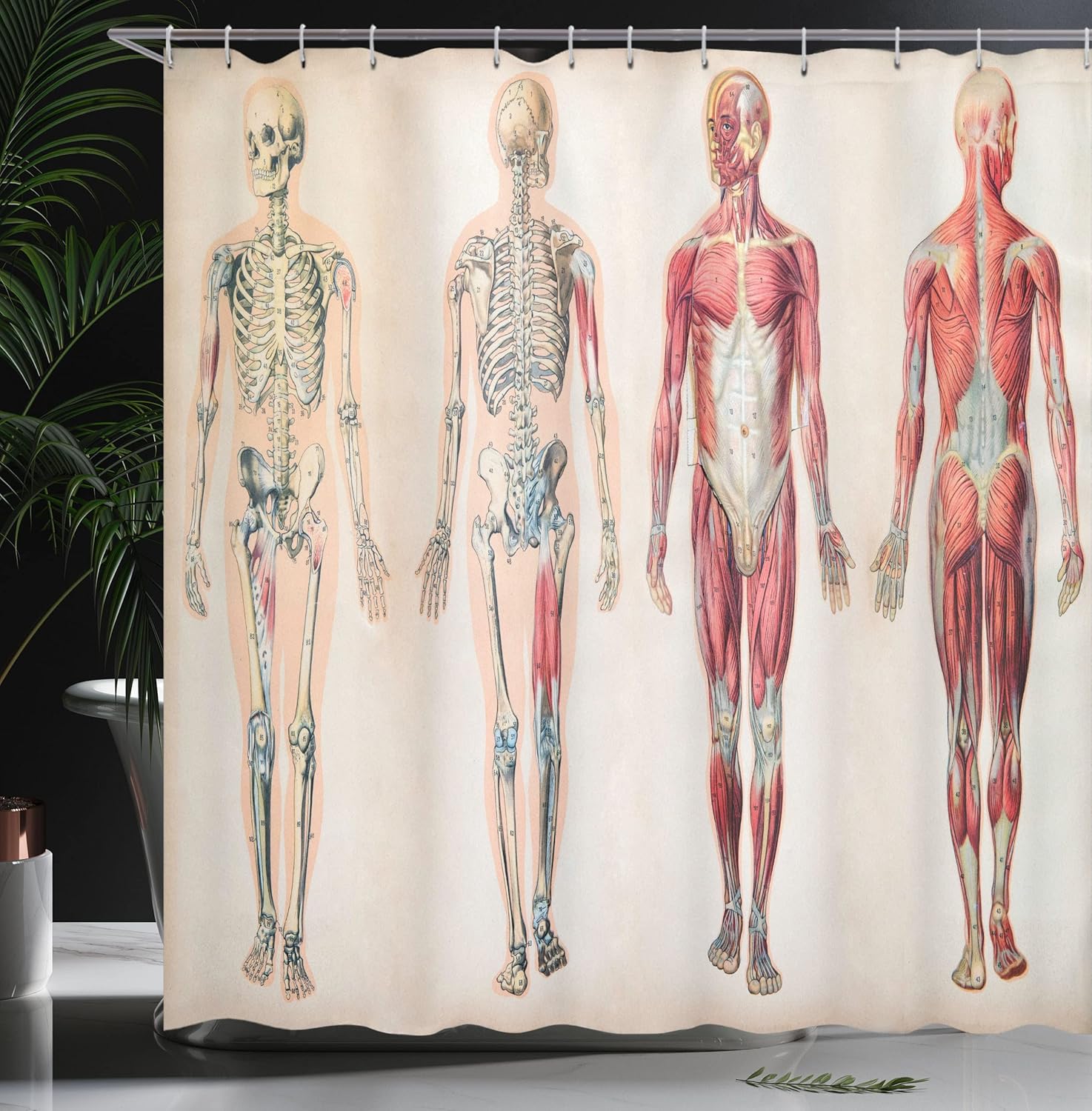 Ambesonne Human Anatomy Shower Curtain, Vintage Chart of Body Front Back Skeleton and Muscle System Bone Mass Graphic, Cloth Fabric Bathroom Decor Set with Hooks, 69" W x 70" L, Ruby Cream