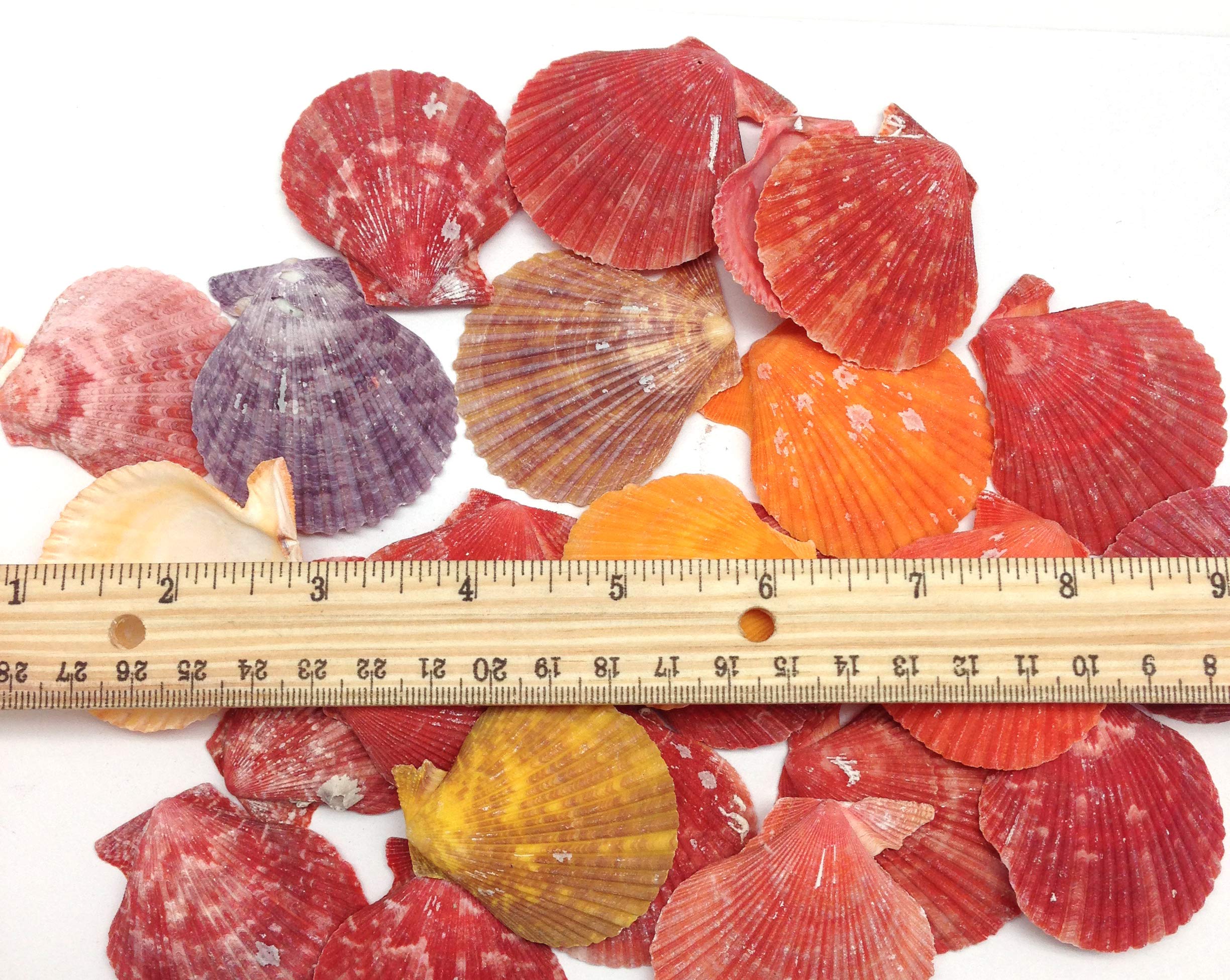 PEPPERLONELY 50 PC Pecten Colorful Scallop Sea Shells, 1-1/2 Inch ~ 2 Inch