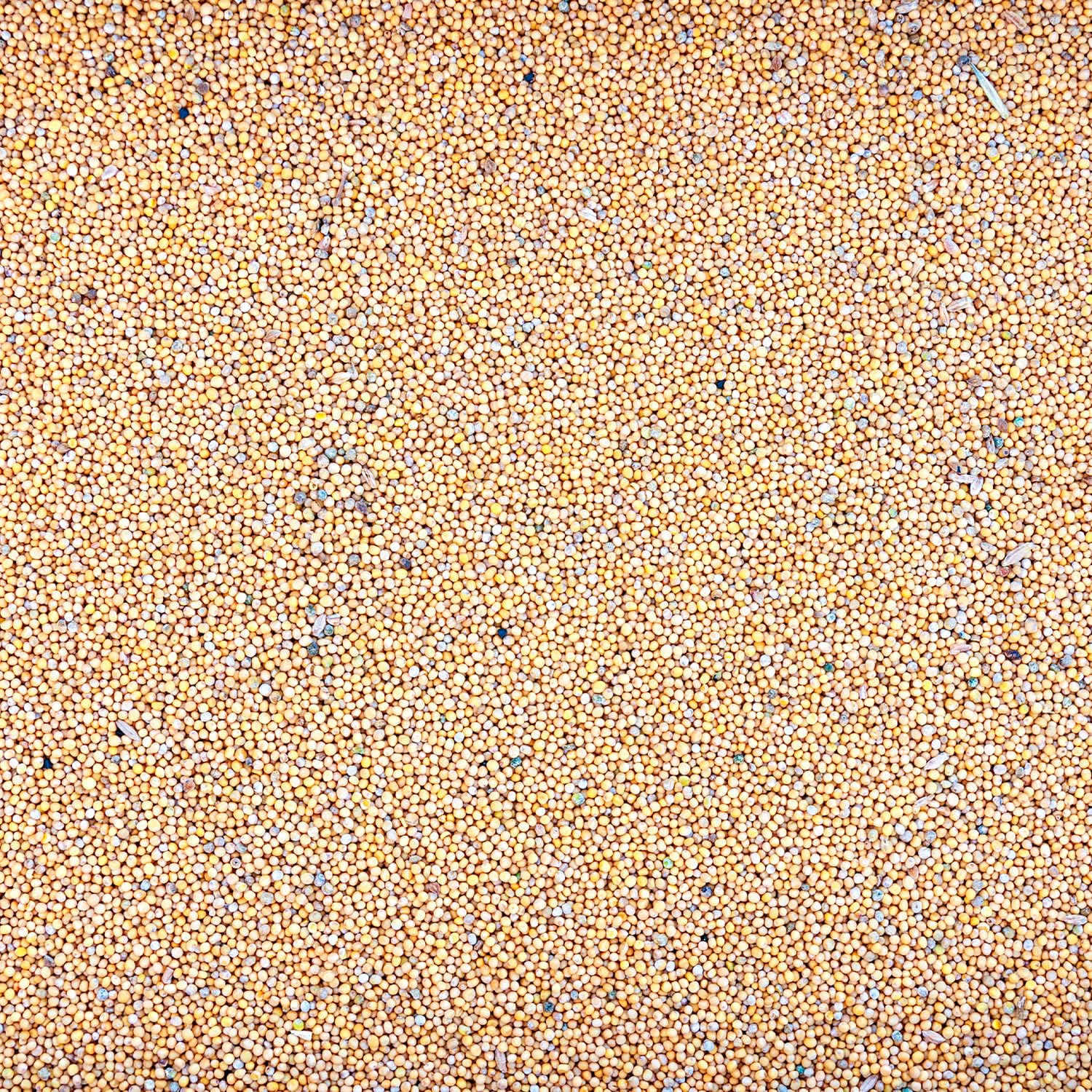 Gelbsenf 25 kg Saatgut Senf gelb Senfsaat TOP Gründünger Bienenweide Pollen Verbesserung der Bodenstruktur, Unkrautbekämpfung, Erosionsschutz, Nutzen für Bienen, Pflanzenschutz
