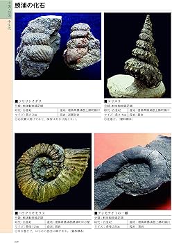 Amazon.co.jp: 産地別日本の化石750選: 本でみる化石博物館・別館