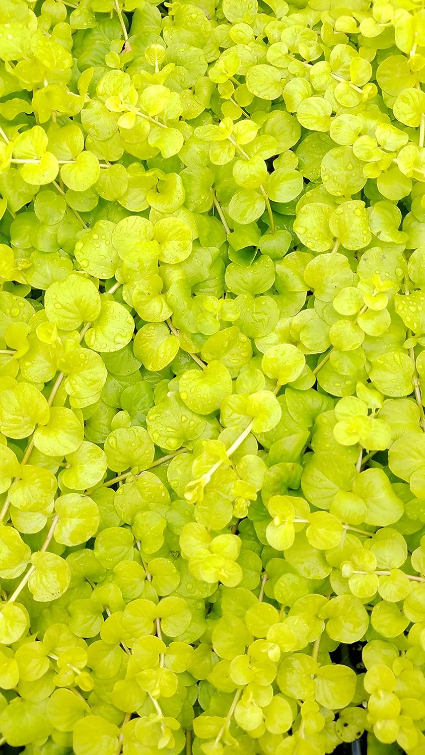 Perennial Farm Marketplace (Golden Creeping Jenny) Groundcover, Size-#1 Container Lysimachia nummularia 'Aurea', Gold-Leaved with Yellow Flowers
