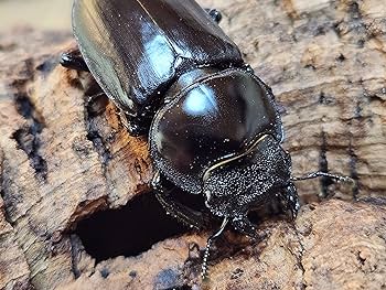 昆虫標本 特大インドアンタエウスオオクワ89mm インドアンタエウスオオクワガタ ♂76mm単品 – 昆虫ショップNexus