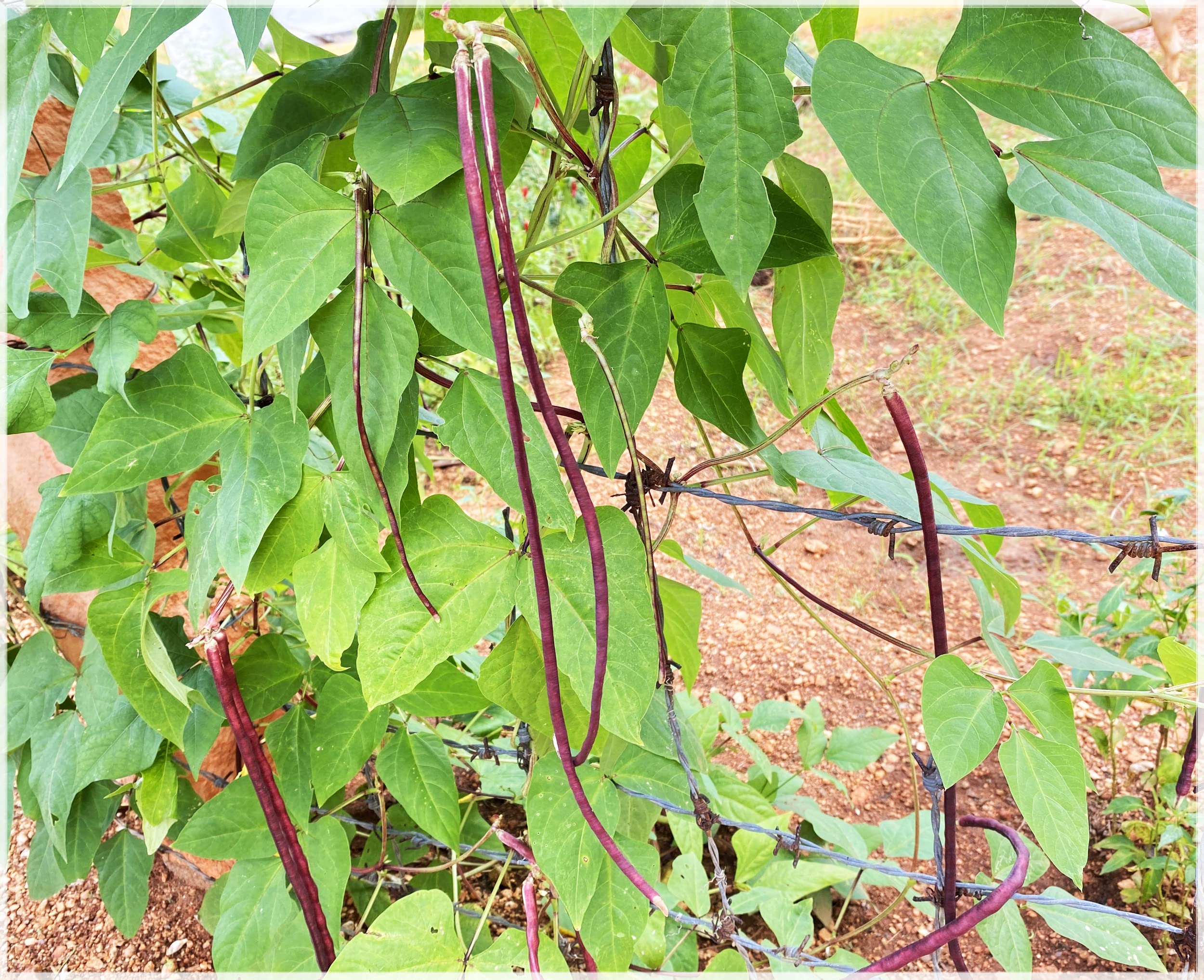 Yard Long beans Red/Red Cowpea/Asparagus bean/Chinese long bean/Red Long Bean Vegetable Seeds (Pack of 15+ Seeds) - GardenHunt (B09QJ6XYNC) Amazon Price History, Amazon Price Tracker