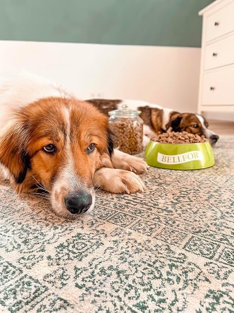 Foto 8 de 8 de Bellfor Landgut-Schmaus Mini - Pienso para Perros Pequeños con Proteína de Insectos