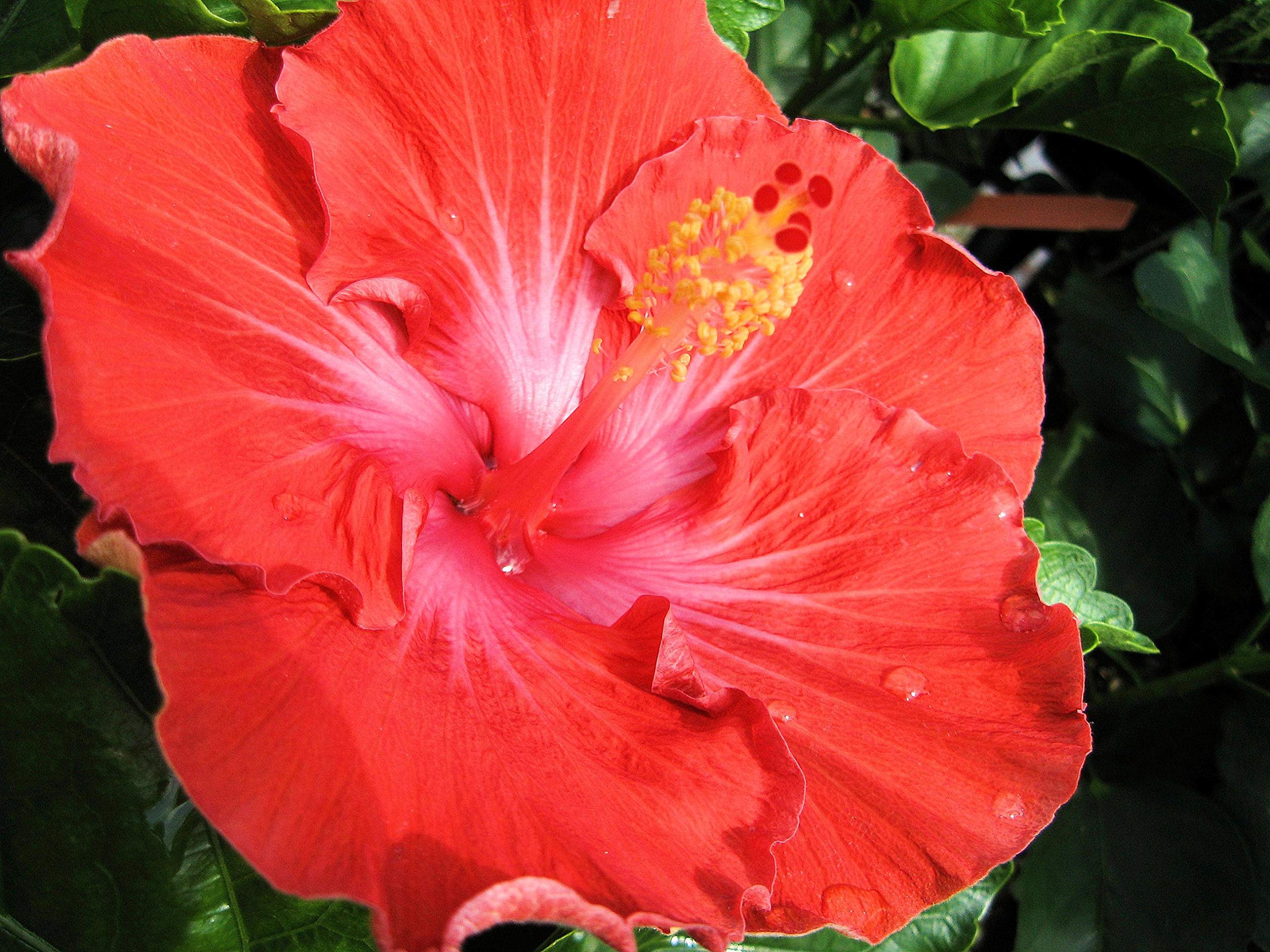 Amazon.com : Tropical Hibiscus rosa-sinensis Hybrid 'Vermillion
