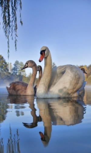 Beauty Swan Pictures – vue 2