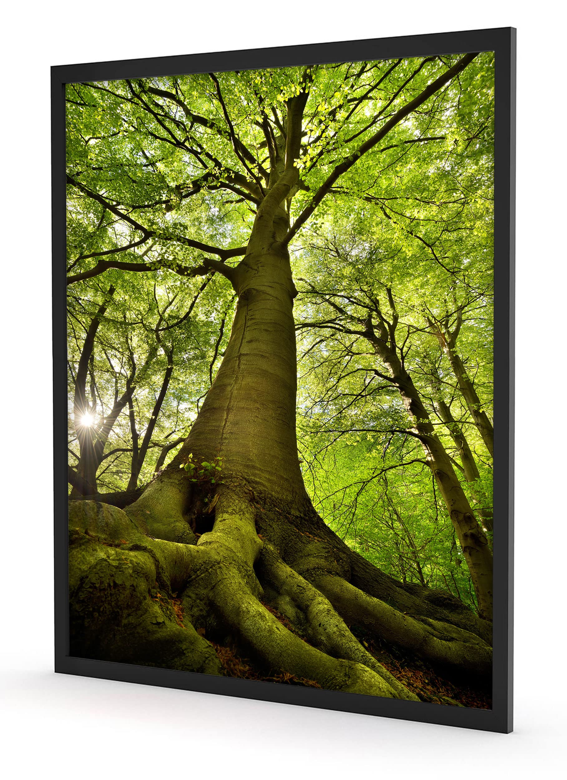 Poster gigante albero nella giungla, formato cornice, 100 x 70 cm, stampa artistica incorniciata