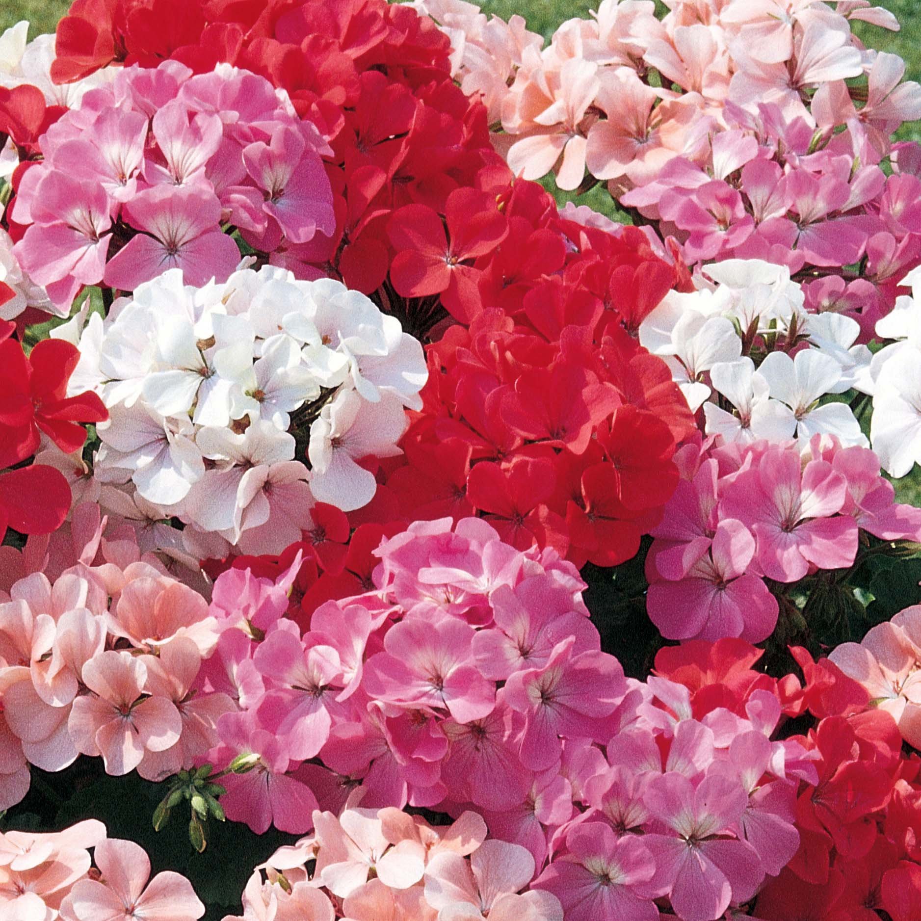 Biocarve Seeds Gerenium (Pelargonium) - Pack of 20 Seeds (B01ASWNR3Q) Amazon Price History, Amazon Price Tracker