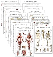 Vista 1 de Paquete de 19 pósteres anatómicos laminados musculares, esqueléticos, digestivos, respiratorios, circulatorios, endocrinos, linfáticos, masculinos