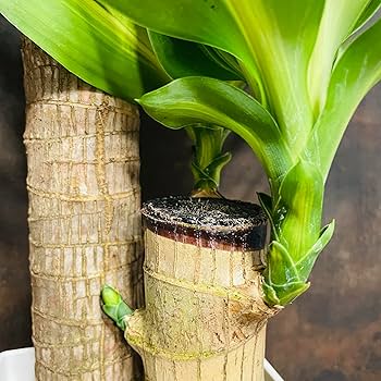 Amazon｜観葉植物 ドラセナ マッサンゲアナ 6号鉢 鉢底から70cm