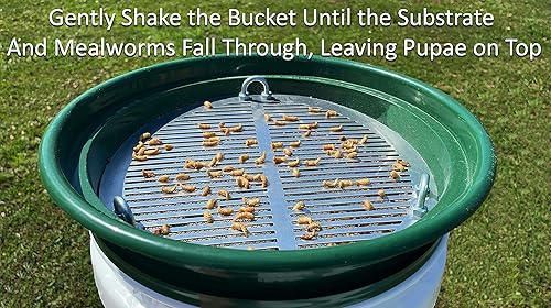 Miniatura 6 de MFS' D-11 - Tamiz de rayos para gusano de harina y pupas (1 generación)