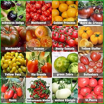 Tomaten Saat Set 16 X 10 Saatgut Tomaten Mix 100 Natursamen Handverlesen Aus Portugal Seltene Und Alte Sorten Samen Mit Hoher Keimrate Tomatensamen Fur Garten Balkon Terrasse Gewachshaus Amazon De Garten