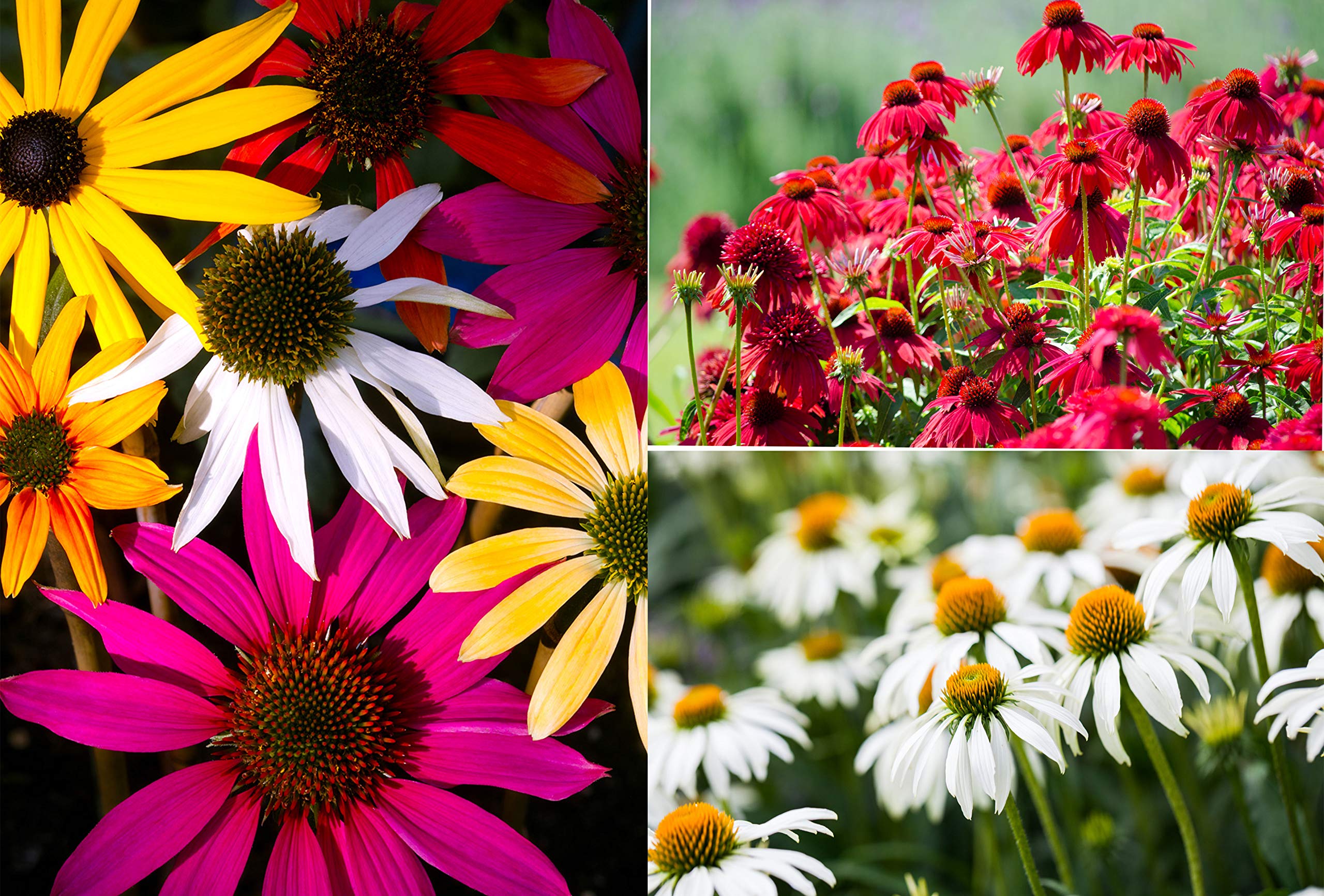 Rudbeckia, Echinacea Mixed Colour and Varities 70 Seeds - Beauiful Collection
