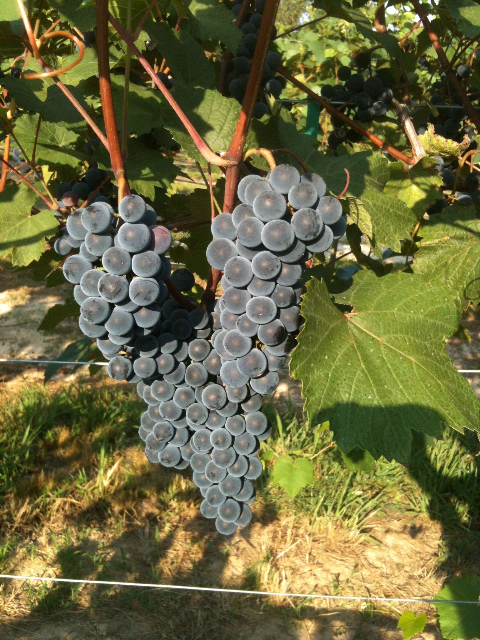 GRAPEVINE/in a lifetime presents anothe… VIZL-769.jpg?_c=init