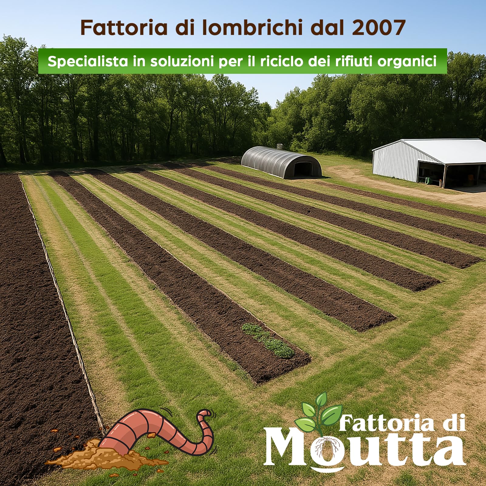 Lombrichi da 500g (circa 1,000 pz.) | Vermi vivi da terra Eisenia, crea un compost con i tuoi rifiuti organici - Per vermicompostaggio/composter/giardino