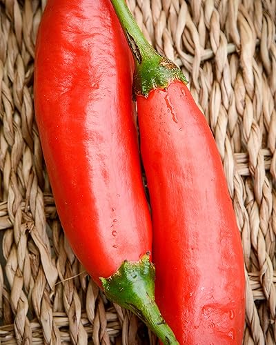 Paquete de semillas prémium de pimienta peruana Aji Colorado