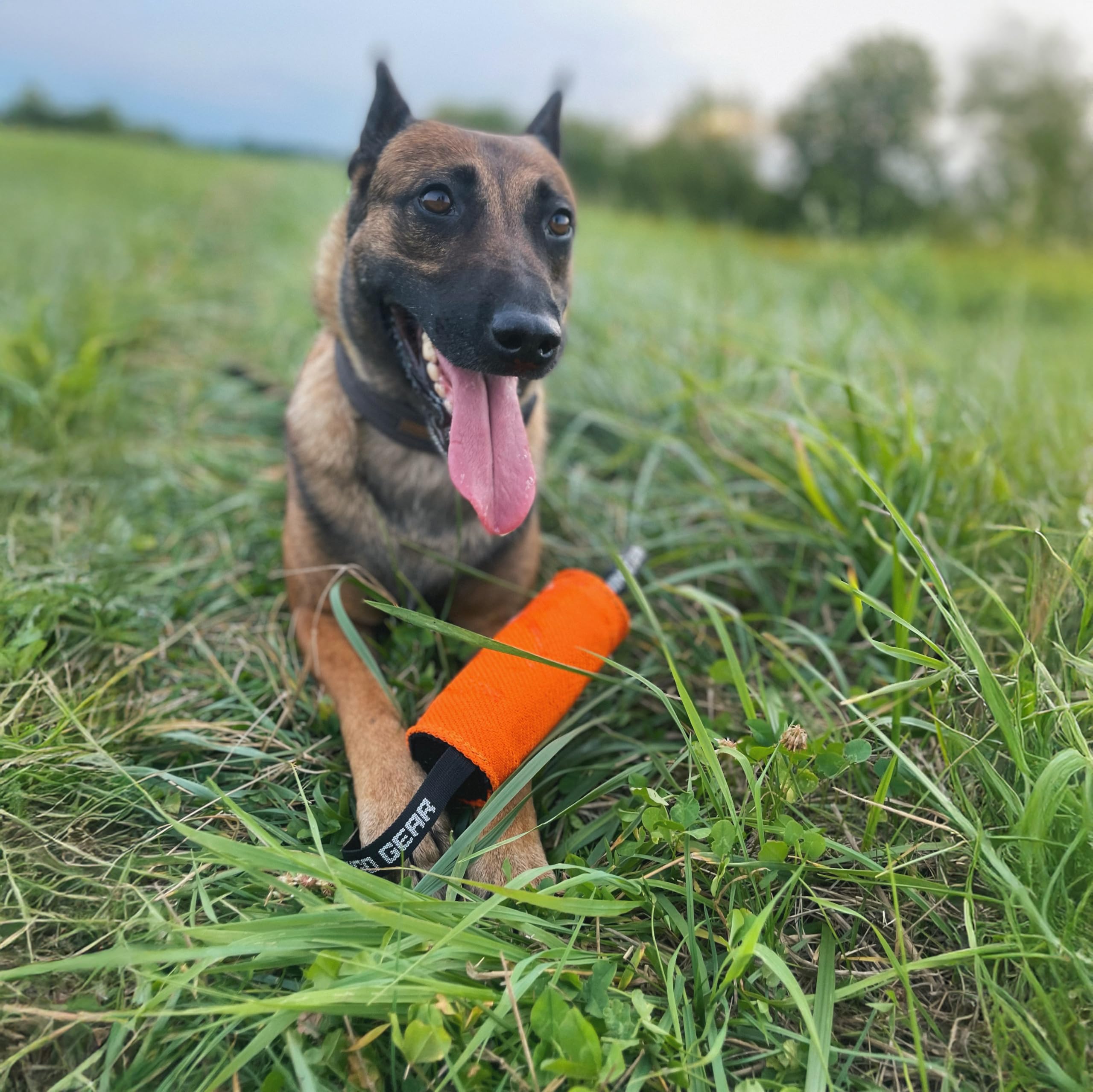 Dingo Gear S02805 - Giocattolo da Traino, a Forma di Cilindro, per lezioni di morso K9, IGP, Sport per Cani, Recupero, tiro alla Fune, Gioco, 2 Manici, Culla in Nylon Arancione, 15 x 8 cm