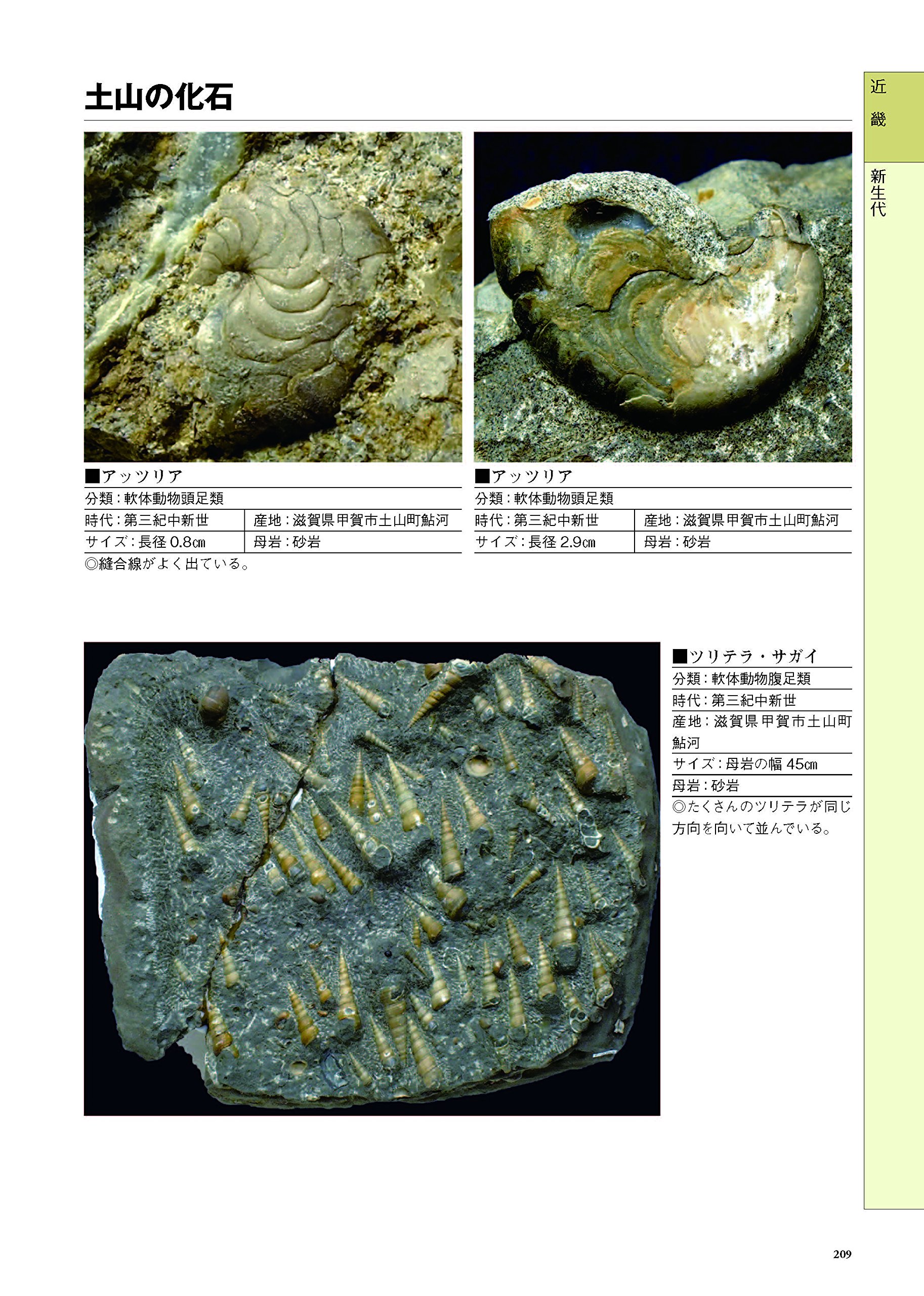 □産地別 日本の化石□311 滋賀県 ツリテラ群集