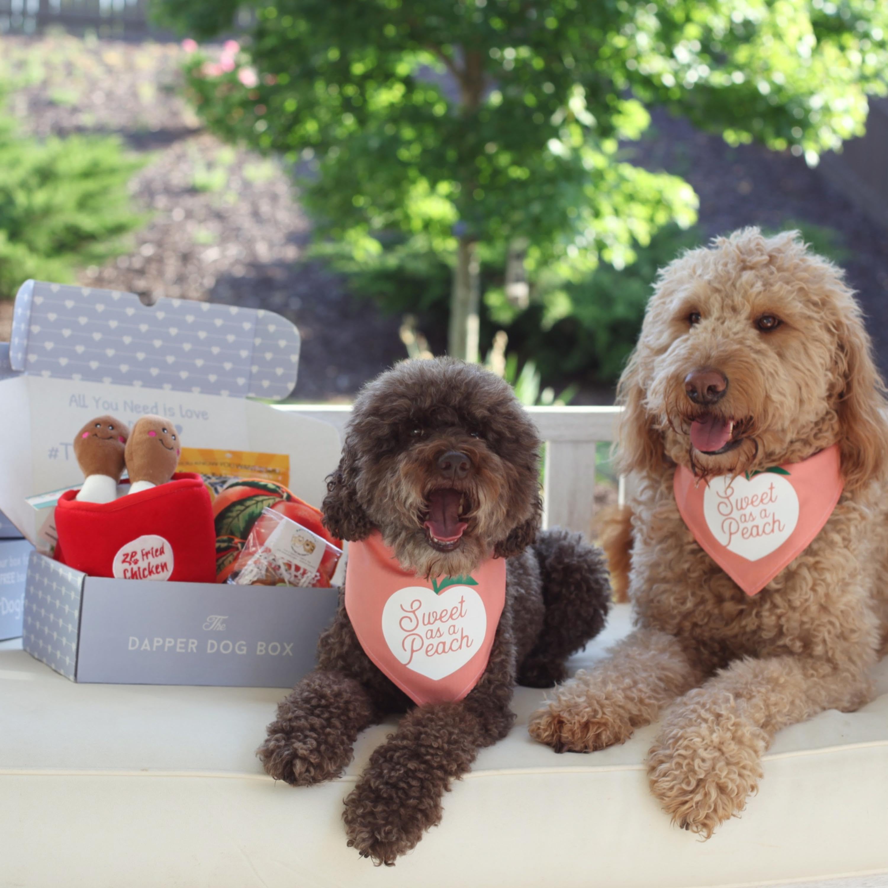 one time dog gift box