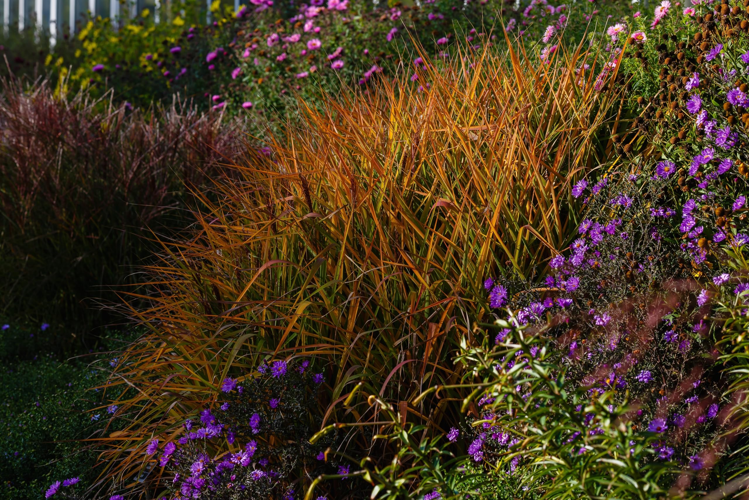 Stauden Gänge 10 x Miscanthus sinensis 'Purpurascens' Chinaschilf
