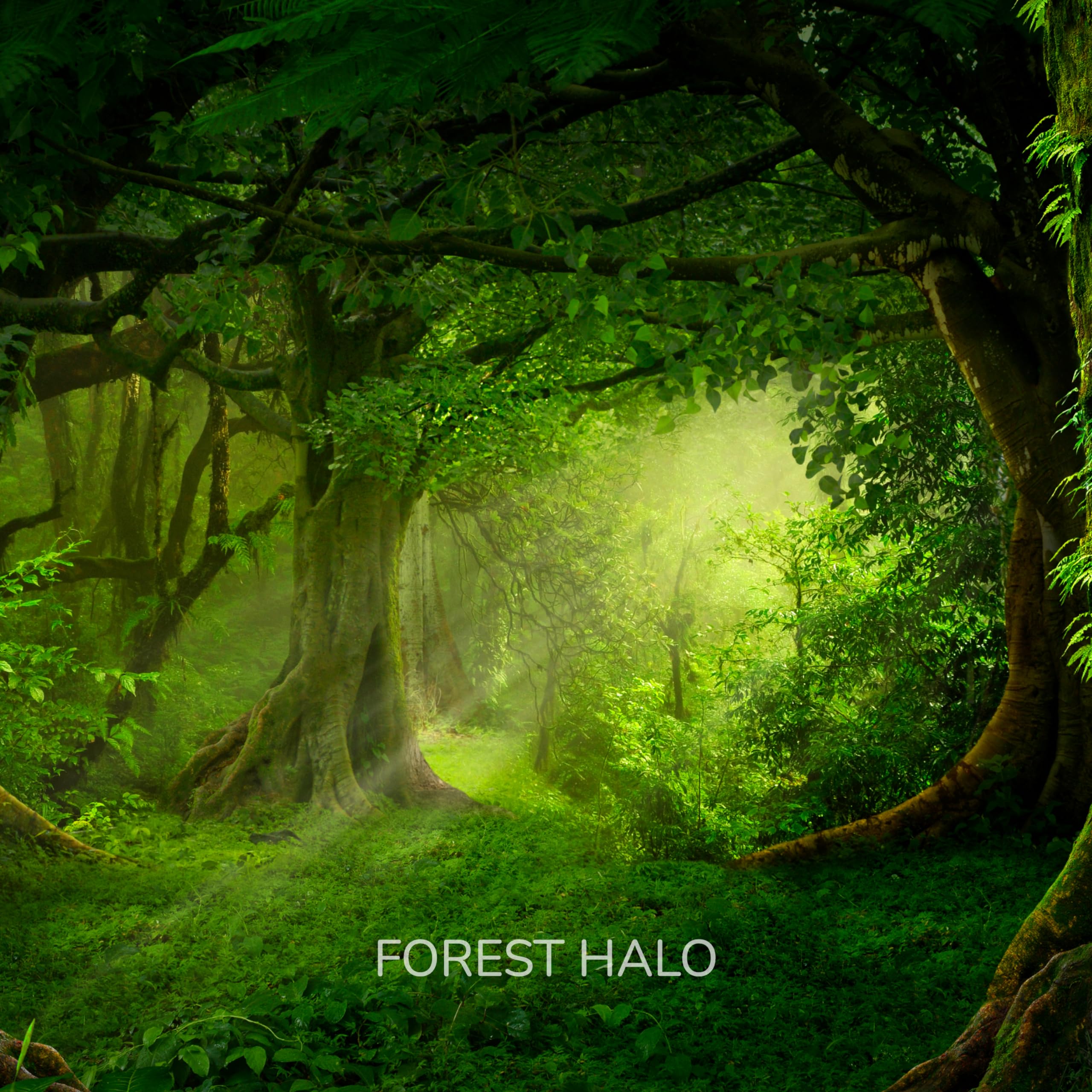 Forest Halo